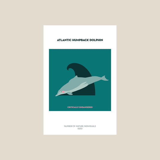 Atlantic humpback dolphin