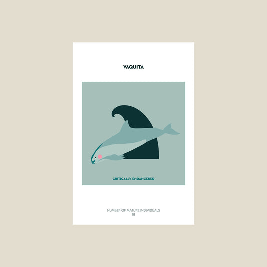 Vaquita postcard