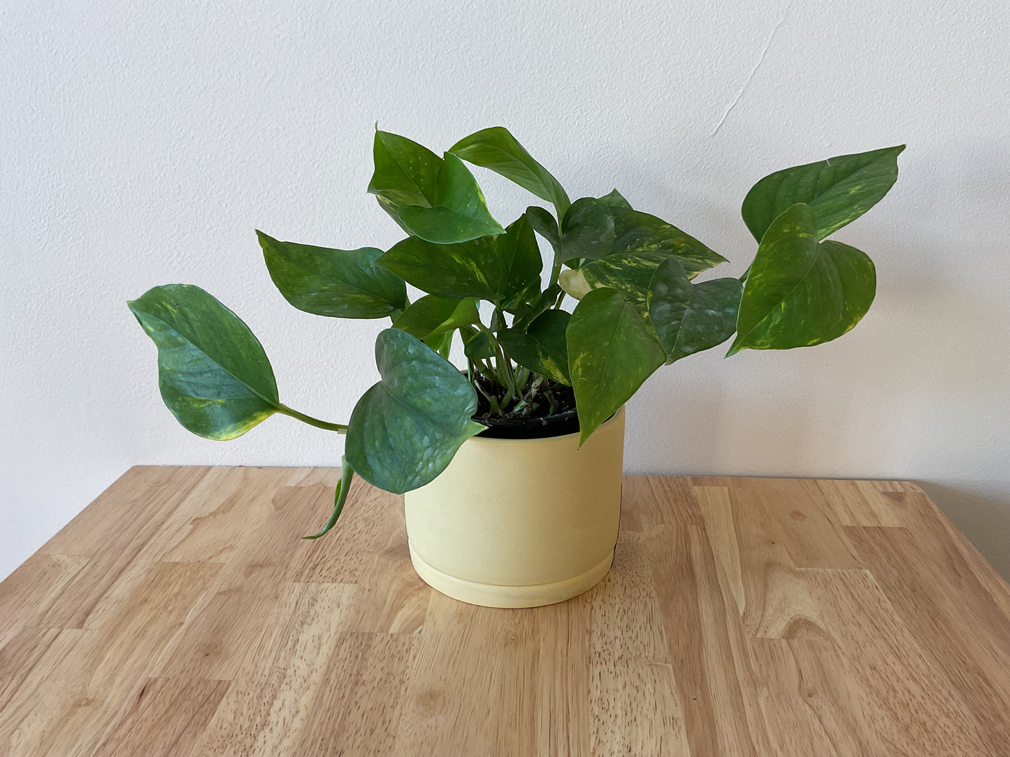 Tandem Ceramics small planter