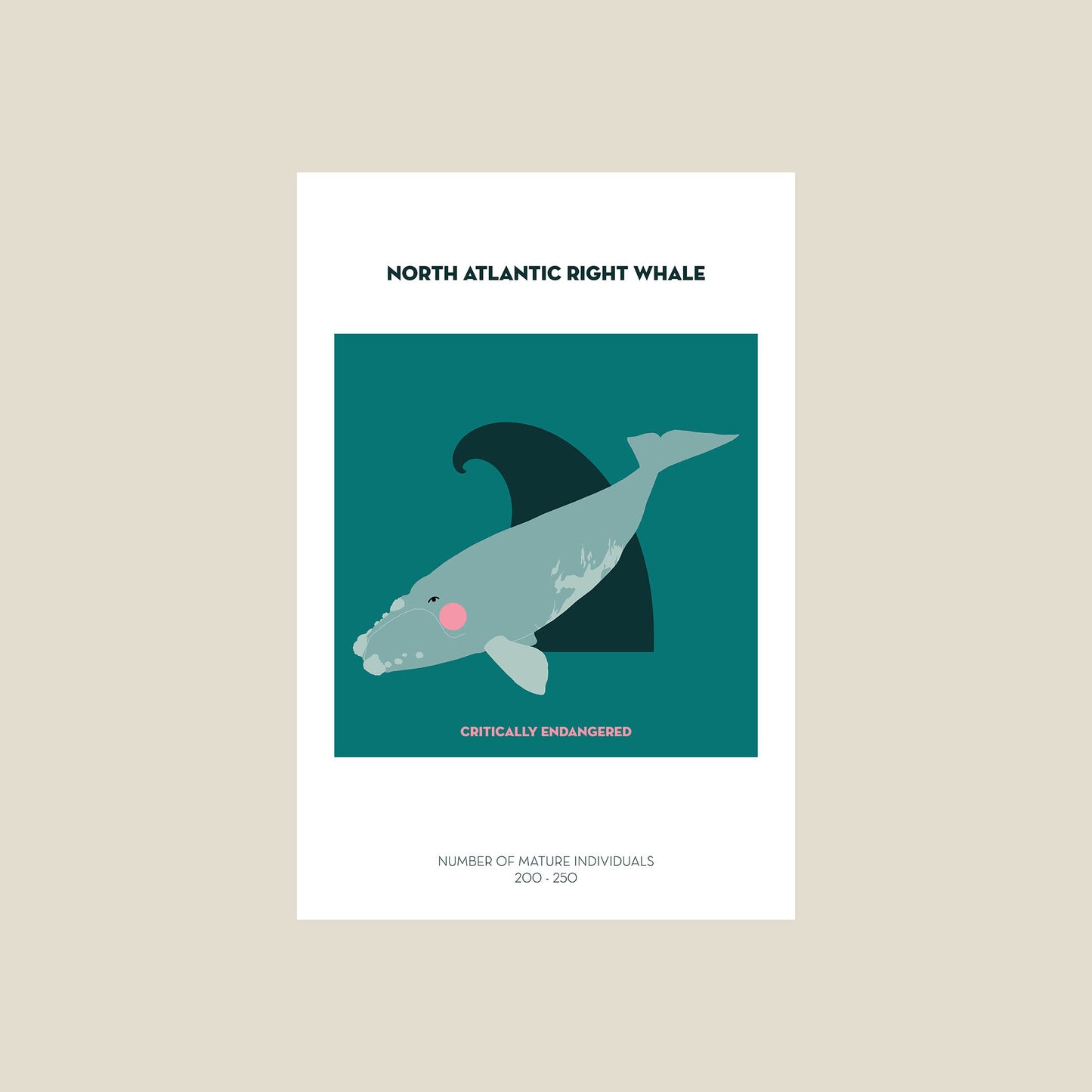 North Atlantic Right whale postcard