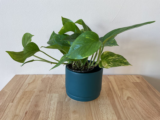 Plant large