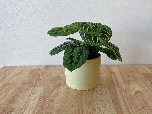 Tandem Ceramics small planter