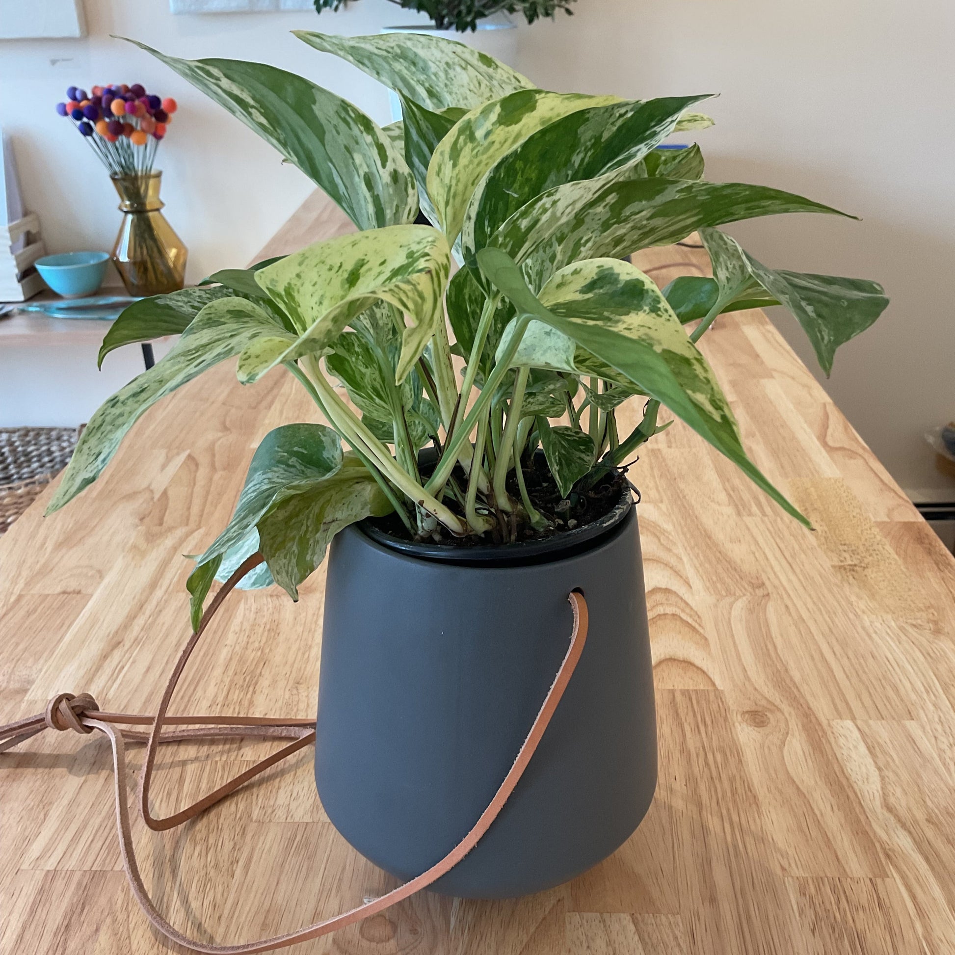 hanging planter large Large hanging planter – Inkberry Art Shop